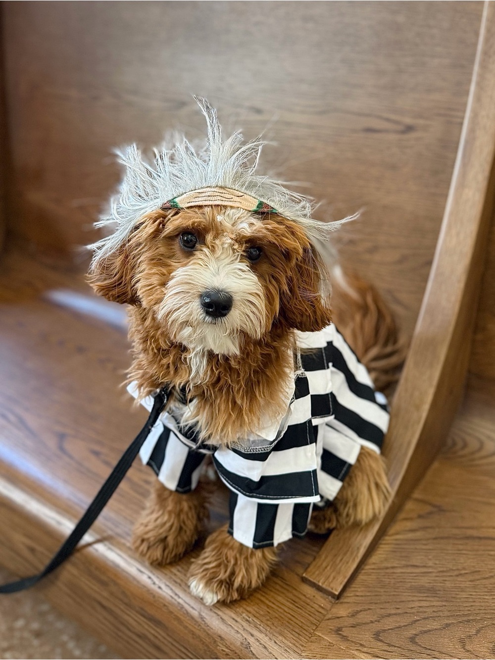 Beetlejuice: Beetlejuice Pet Costume for For Dogs or Cats by Rubies, Medium